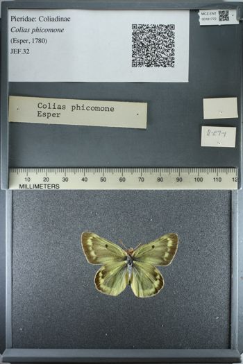 Media type: image;   Entomology 181772